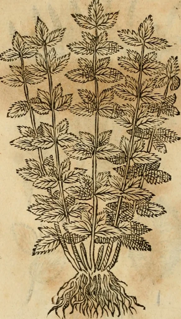 An illustration from Rerum medicarum Novae Hispaniae thesaurus, seu, Plantarum animalium mineralium Mexicanorum historia, 1651, leaf 441