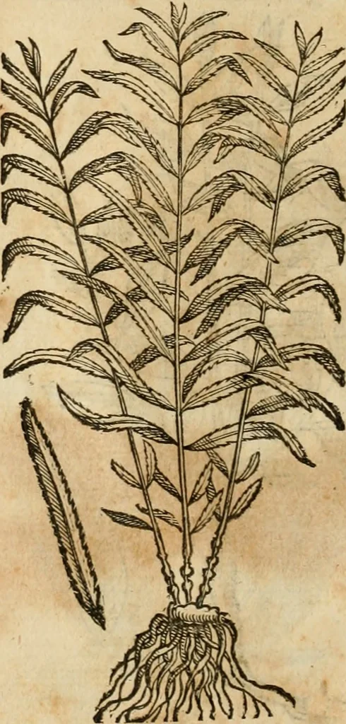 An illustration from Rerum medicarum Novae Hispaniae thesaurus, seu, Plantarum animalium mineralium Mexicanorum historia, 1651, leaf 441
