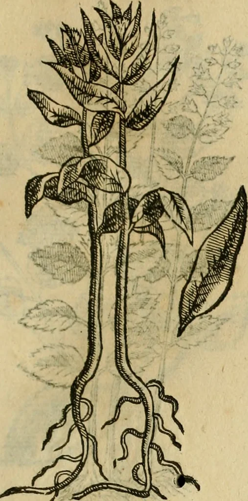 An illustration from Rerum medicarum Novae Hispaniae thesaurus, seu, Plantarum animalium mineralium Mexicanorum historia, 1651, leaf 442