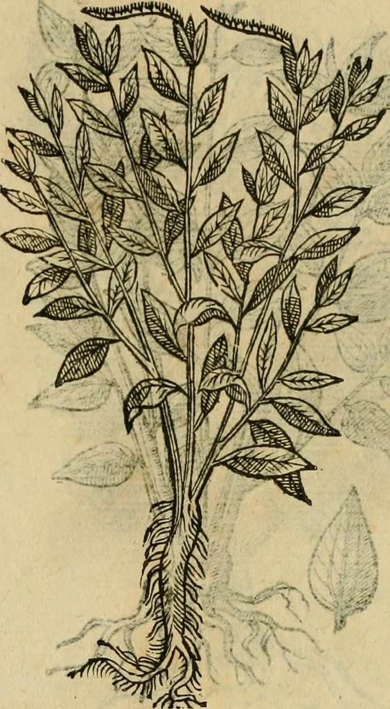 An illustration from Rerum medicarum Novae Hispaniae thesaurus, seu, Plantarum animalium mineralium Mexicanorum historia, 1651, leaf 442
