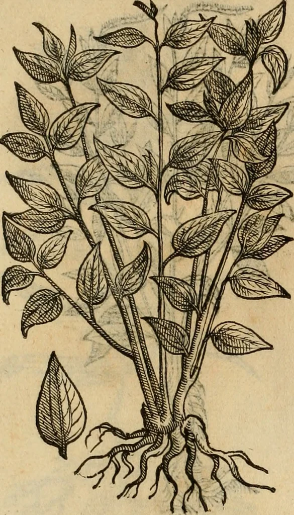 An illustration from Rerum medicarum Novae Hispaniae thesaurus, seu, Plantarum animalium mineralium Mexicanorum historia, 1651, leaf 443