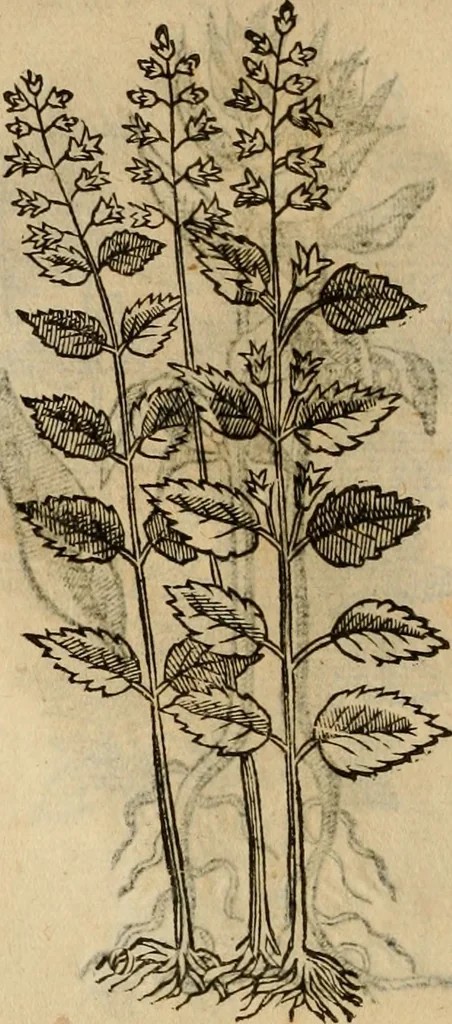 An illustration from Rerum medicarum Novae Hispaniae thesaurus, seu, Plantarum animalium mineralium Mexicanorum historia, 1651, leaf 443