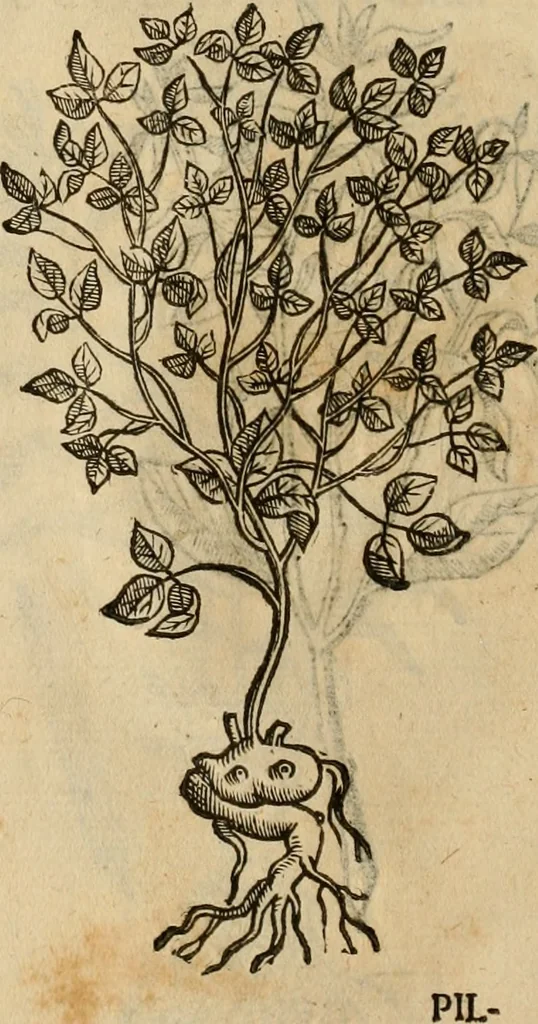 An illustration from Rerum medicarum Novae Hispaniae thesaurus, seu, Plantarum animalium mineralium Mexicanorum historia, 1651, leaf 443