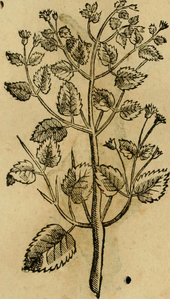 An illustration from Rerum medicarum Novae Hispaniae thesaurus, seu, Plantarum animalium mineralium Mexicanorum historia, 1651, leaf 444