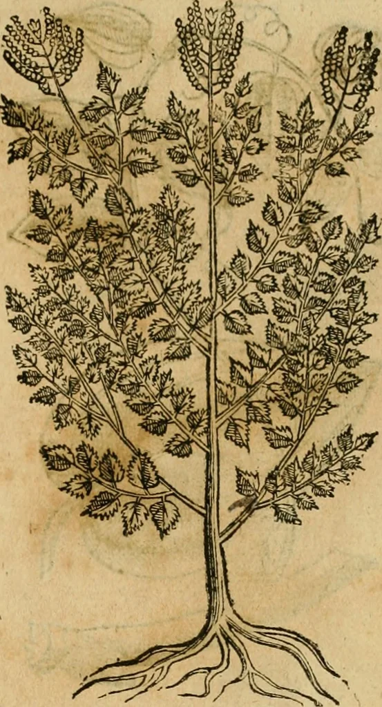 An illustration from Rerum medicarum Novae Hispaniae thesaurus, seu, Plantarum animalium mineralium Mexicanorum historia, 1651, leaf 444