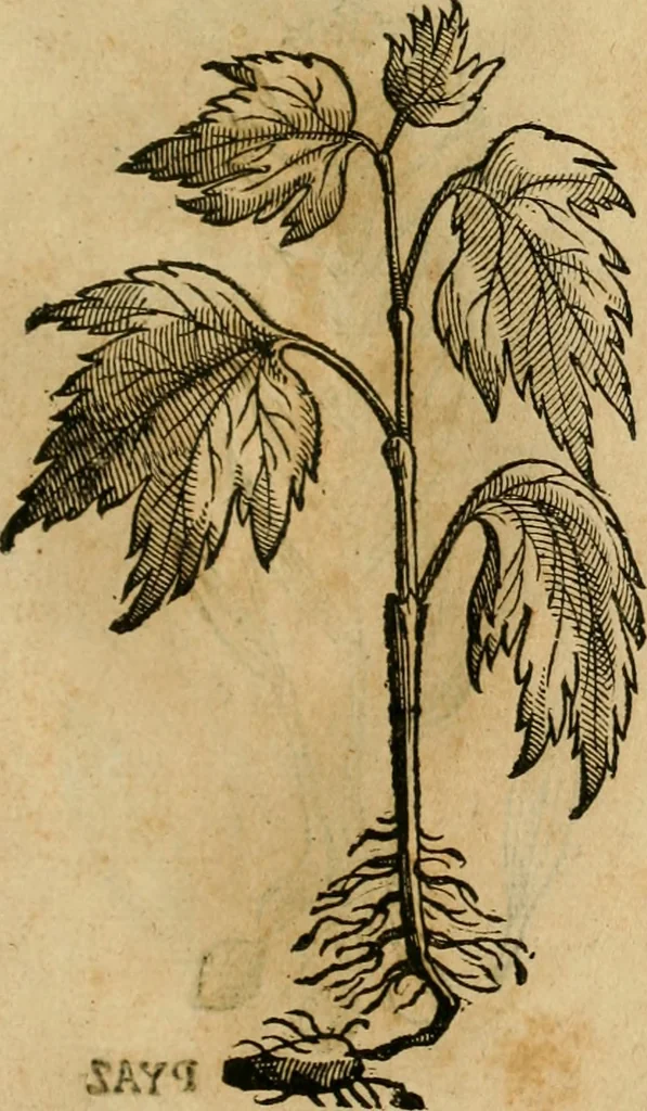 An illustration from Rerum medicarum Novae Hispaniae thesaurus, seu, Plantarum animalium mineralium Mexicanorum historia, 1651, leaf 444