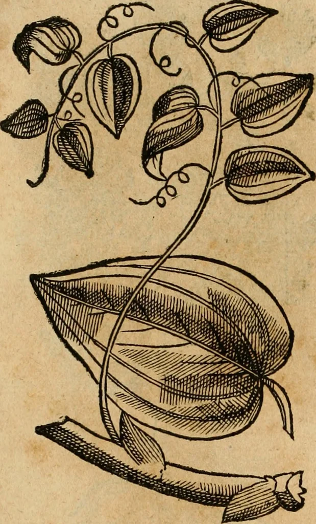 An illustration from Rerum medicarum Novae Hispaniae thesaurus, seu, Plantarum animalium mineralium Mexicanorum historia, 1651, leaf 445