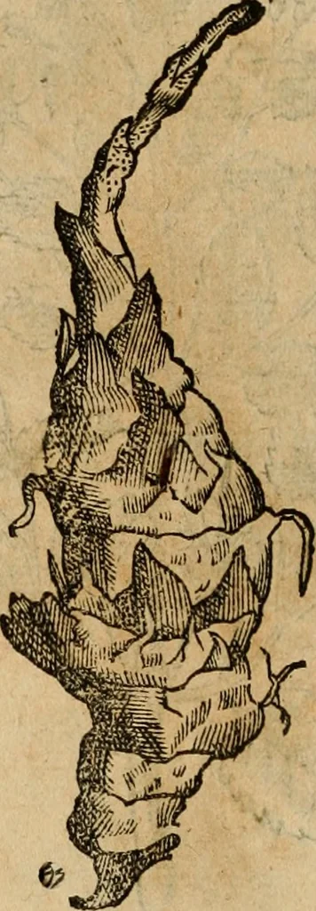 An illustration from Rerum medicarum Novae Hispaniae thesaurus, seu, Plantarum animalium mineralium Mexicanorum historia, 1651, leaf 445