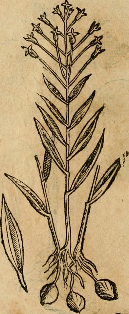 An illustration from Rerum medicarum Novae Hispaniae thesaurus, seu, Plantarum animalium mineralium Mexicanorum historia, 1651, leaf 445