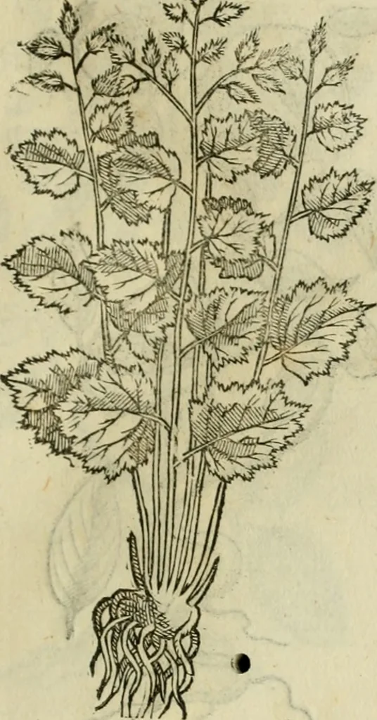An illustration from Rerum medicarum Novae Hispaniae thesaurus, seu, Plantarum animalium mineralium Mexicanorum historia, 1651, leaf 446