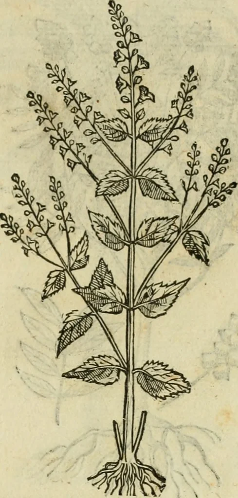 An illustration from Rerum medicarum Novae Hispaniae thesaurus, seu, Plantarum animalium mineralium Mexicanorum historia, 1651, leaf 446