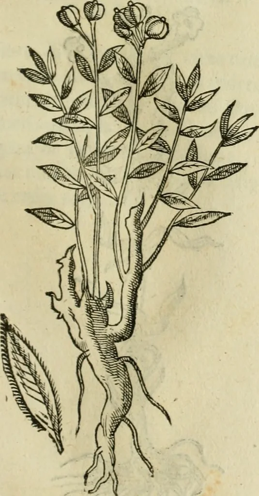An illustration from Rerum medicarum Novae Hispaniae thesaurus, seu, Plantarum animalium mineralium Mexicanorum historia, 1651, leaf 446