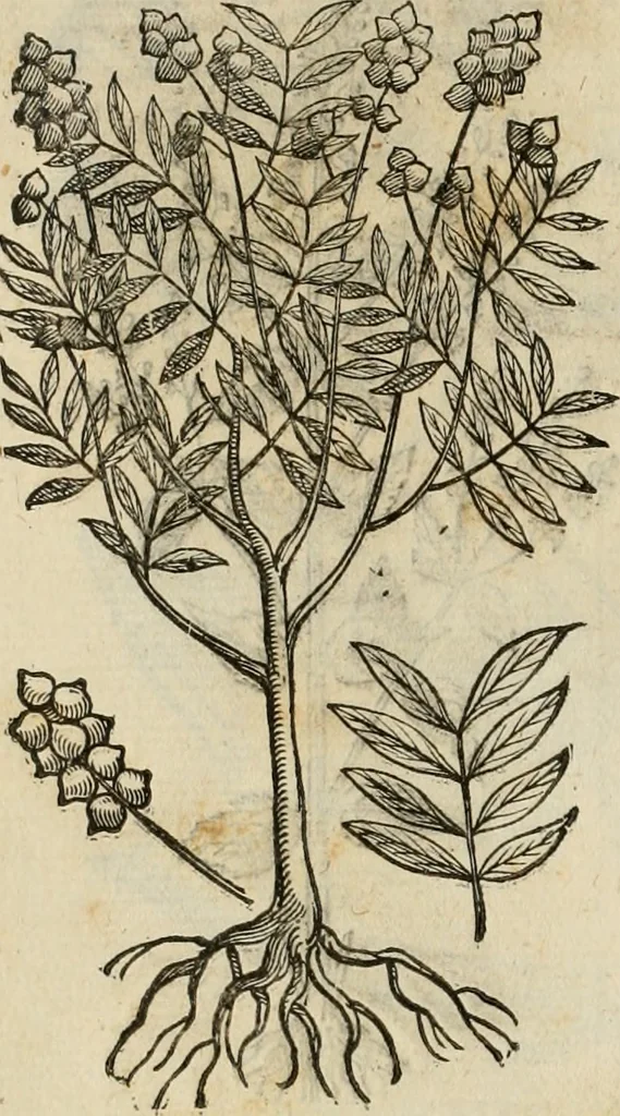 An illustration from Rerum medicarum Novae Hispaniae thesaurus, seu, Plantarum animalium mineralium Mexicanorum historia, 1651, leaf 447
