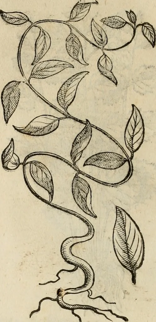 An illustration from Rerum medicarum Novae Hispaniae thesaurus, seu, Plantarum animalium mineralium Mexicanorum historia, 1651, leaf 447