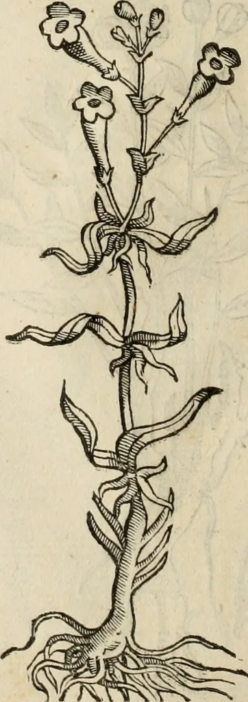An illustration from Rerum medicarum Novae Hispaniae thesaurus, seu, Plantarum animalium mineralium Mexicanorum historia, 1651, leaf 447