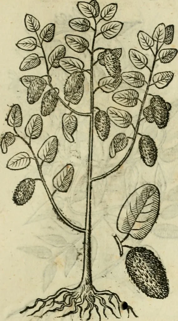 An illustration from Rerum medicarum Novae Hispaniae thesaurus, seu, Plantarum animalium mineralium Mexicanorum historia, 1651, leaf 448