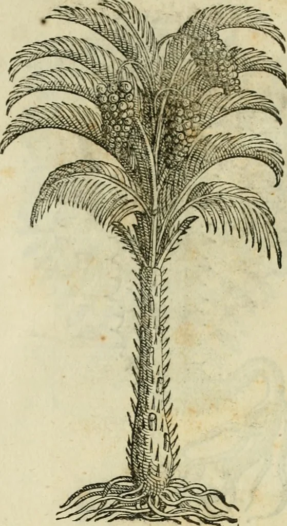 An illustration from Rerum medicarum Novae Hispaniae thesaurus, seu, Plantarum animalium mineralium Mexicanorum historia, 1651, leaf 448