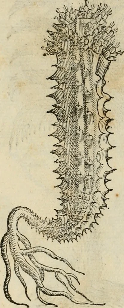 An illustration from Rerum medicarum Novae Hispaniae thesaurus, seu, Plantarum animalium mineralium Mexicanorum historia, 1651, leaf 449