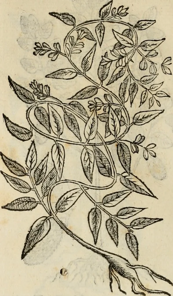 An illustration from Rerum medicarum Novae Hispaniae thesaurus, seu, Plantarum animalium mineralium Mexicanorum historia, 1651, leaf 449