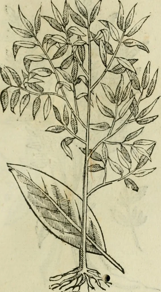 An illustration from Rerum medicarum Novae Hispaniae thesaurus, seu, Plantarum animalium mineralium Mexicanorum historia, 1651, leaf 450