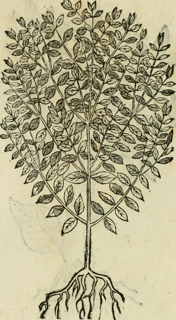 An illustration from Rerum medicarum Novae Hispaniae thesaurus, seu, Plantarum animalium mineralium Mexicanorum historia, 1651, leaf 450