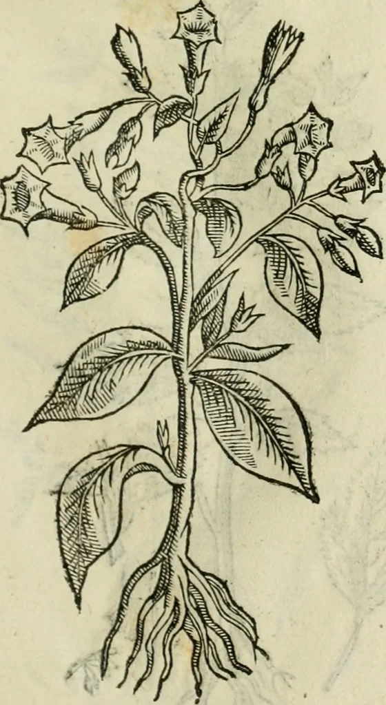 An illustration from Rerum medicarum Novae Hispaniae thesaurus, seu, Plantarum animalium mineralium Mexicanorum historia, 1651, leaf 450