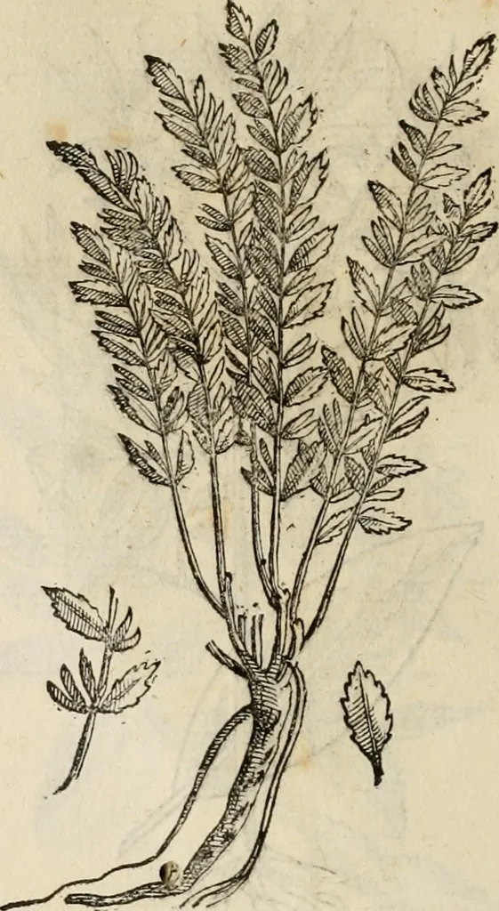 An illustration from Rerum medicarum Novae Hispaniae thesaurus, seu, Plantarum animalium mineralium Mexicanorum historia, 1651, leaf 451
