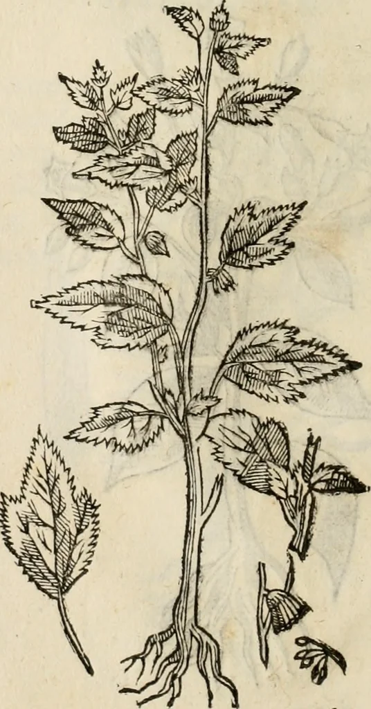 An illustration from Rerum medicarum Novae Hispaniae thesaurus, seu, Plantarum animalium mineralium Mexicanorum historia, 1651, leaf 451