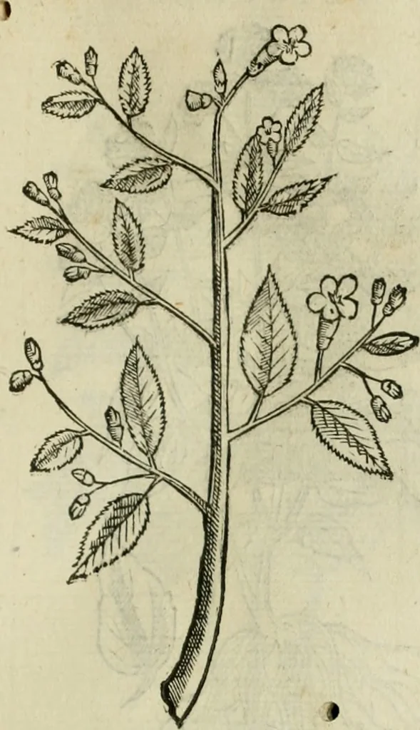 An illustration from Rerum medicarum Novae Hispaniae thesaurus, seu, Plantarum animalium mineralium Mexicanorum historia, 1651, leaf 452