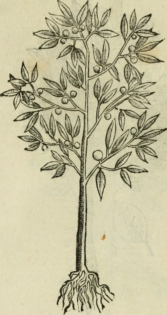 An illustration from Rerum medicarum Novae Hispaniae thesaurus, seu, Plantarum animalium mineralium Mexicanorum historia, 1651, leaf 452