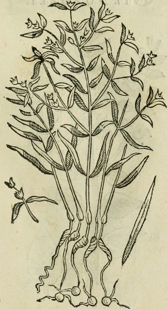 An illustration from Rerum medicarum Novae Hispaniae thesaurus, seu, Plantarum animalium mineralium Mexicanorum historia, 1651, leaf 452
