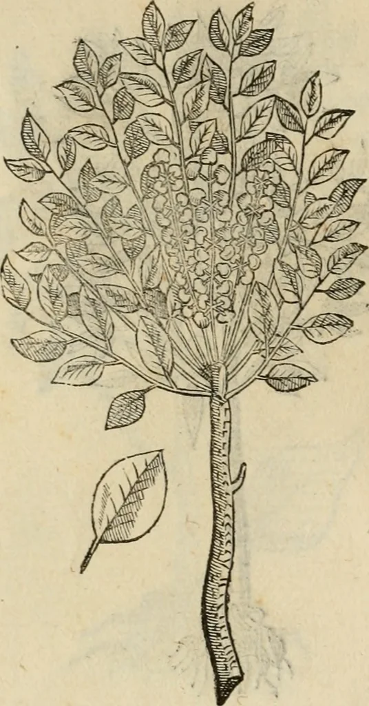 An illustration from Rerum medicarum Novae Hispaniae thesaurus, seu, Plantarum animalium mineralium Mexicanorum historia, 1651, leaf 453