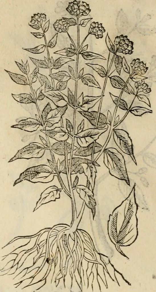 An illustration from Rerum medicarum Novae Hispaniae thesaurus, seu, Plantarum animalium mineralium Mexicanorum historia, 1651, leaf 453
