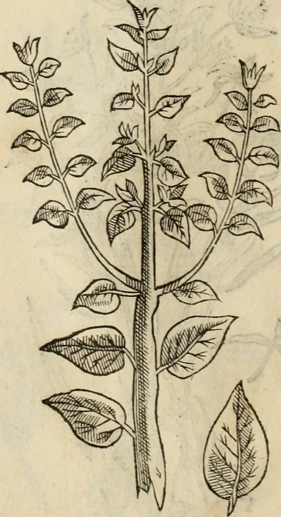An illustration from Rerum medicarum Novae Hispaniae thesaurus, seu, Plantarum animalium mineralium Mexicanorum historia, 1651, leaf 453
