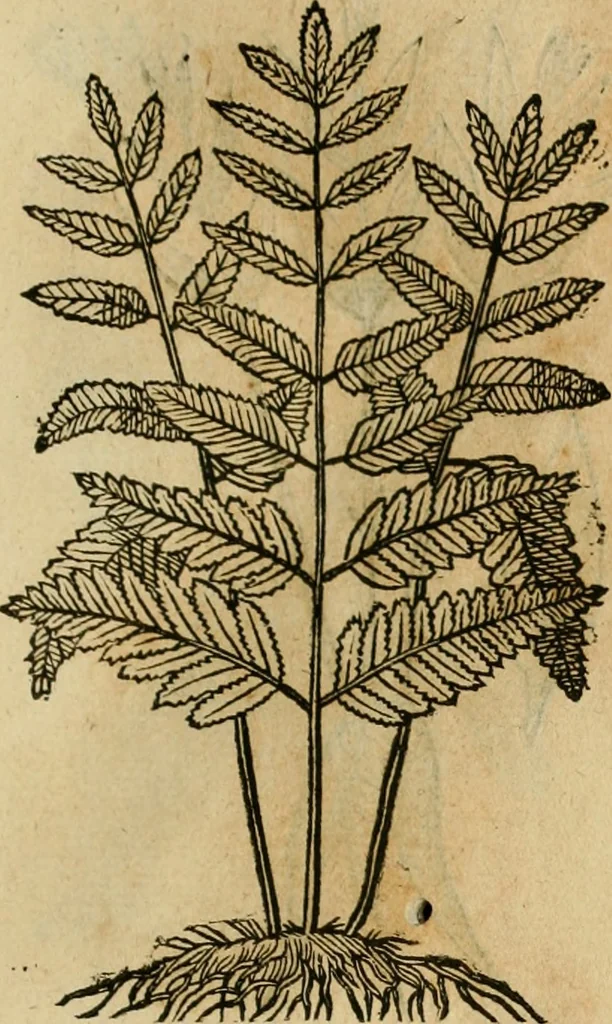 An illustration from Rerum medicarum Novae Hispaniae thesaurus, seu, Plantarum animalium mineralium Mexicanorum historia, 1651, leaf 454