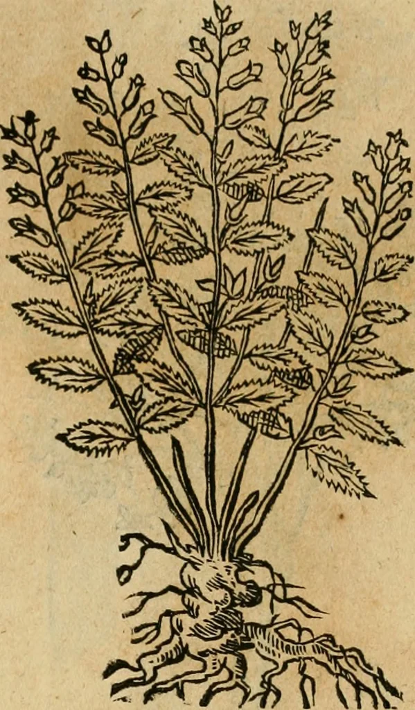 An illustration from Rerum medicarum Novae Hispaniae thesaurus, seu, Plantarum animalium mineralium Mexicanorum historia, 1651, leaf 454