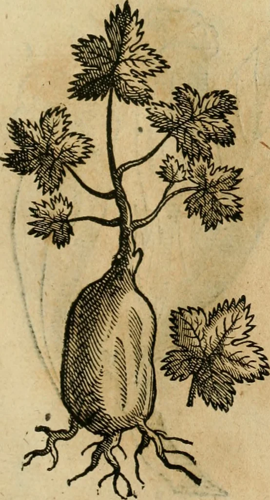 An illustration from Rerum medicarum Novae Hispaniae thesaurus, seu, Plantarum animalium mineralium Mexicanorum historia, 1651, leaf 454