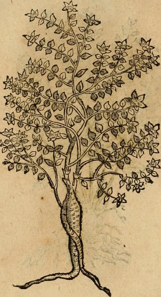 An illustration from Rerum medicarum Novae Hispaniae thesaurus, seu, Plantarum animalium mineralium Mexicanorum historia, 1651, leaf 455
