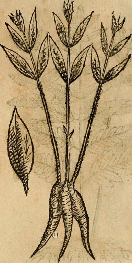 An illustration from Rerum medicarum Novae Hispaniae thesaurus, seu, Plantarum animalium mineralium Mexicanorum historia, 1651, leaf 455