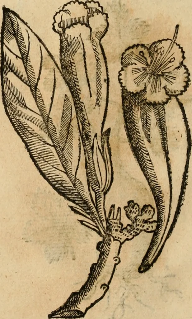 An illustration from Rerum medicarum Novae Hispaniae thesaurus, seu, Plantarum animalium mineralium Mexicanorum historia, 1651, leaf 455