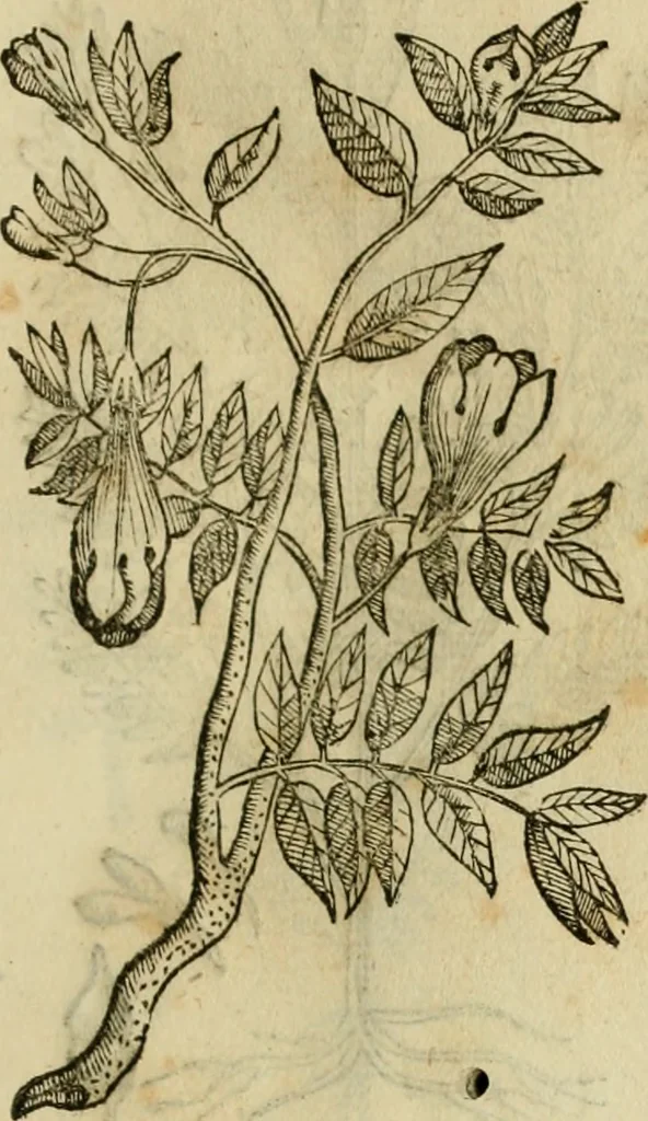 An illustration from Rerum medicarum Novae Hispaniae thesaurus, seu, Plantarum animalium mineralium Mexicanorum historia, 1651, leaf 456