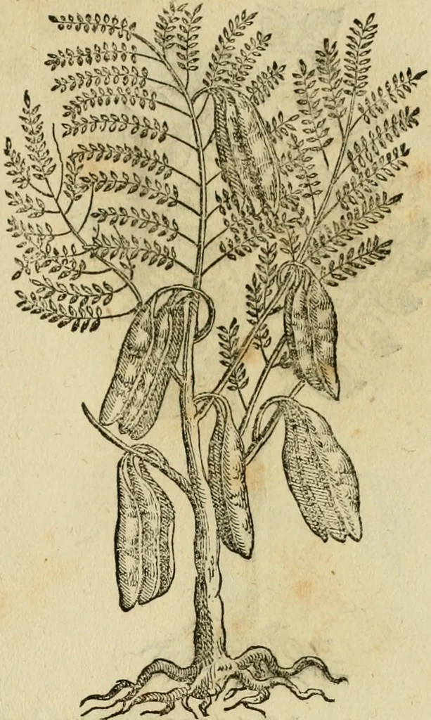 An illustration from Rerum medicarum Novae Hispaniae thesaurus, seu, Plantarum animalium mineralium Mexicanorum historia, 1651, leaf 456