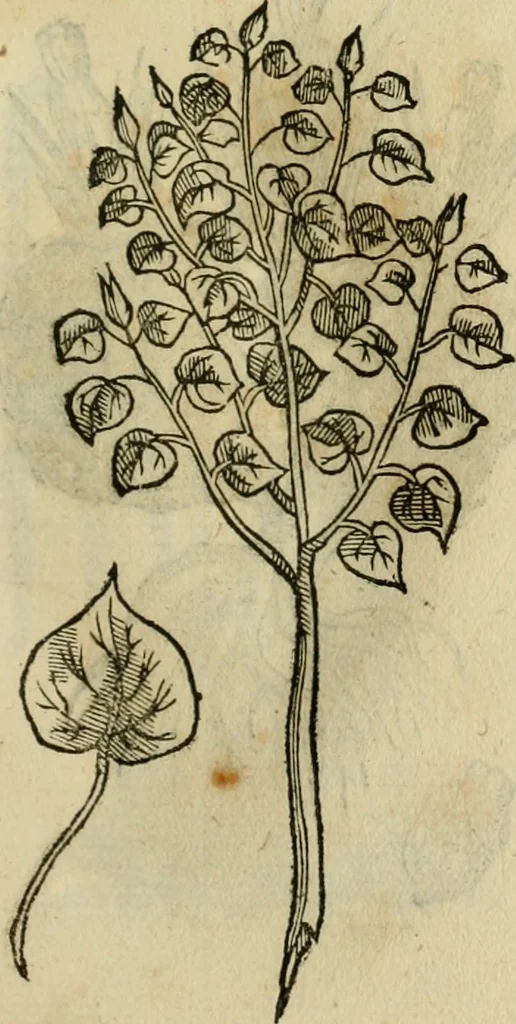 An illustration from Rerum medicarum Novae Hispaniae thesaurus, seu, Plantarum animalium mineralium Mexicanorum historia, 1651, leaf 456