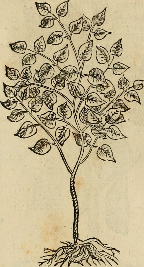 An illustration from Rerum medicarum Novae Hispaniae thesaurus, seu, Plantarum animalium mineralium Mexicanorum historia, 1651, leaf 457