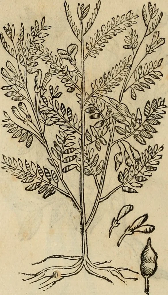 An illustration from Rerum medicarum Novae Hispaniae thesaurus, seu, Plantarum animalium mineralium Mexicanorum historia, 1651, leaf 457