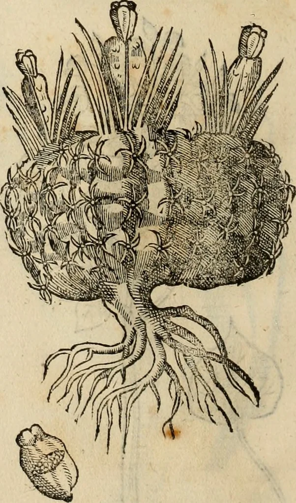 An illustration from Rerum medicarum Novae Hispaniae thesaurus, seu, Plantarum animalium mineralium Mexicanorum historia, 1651, leaf 457