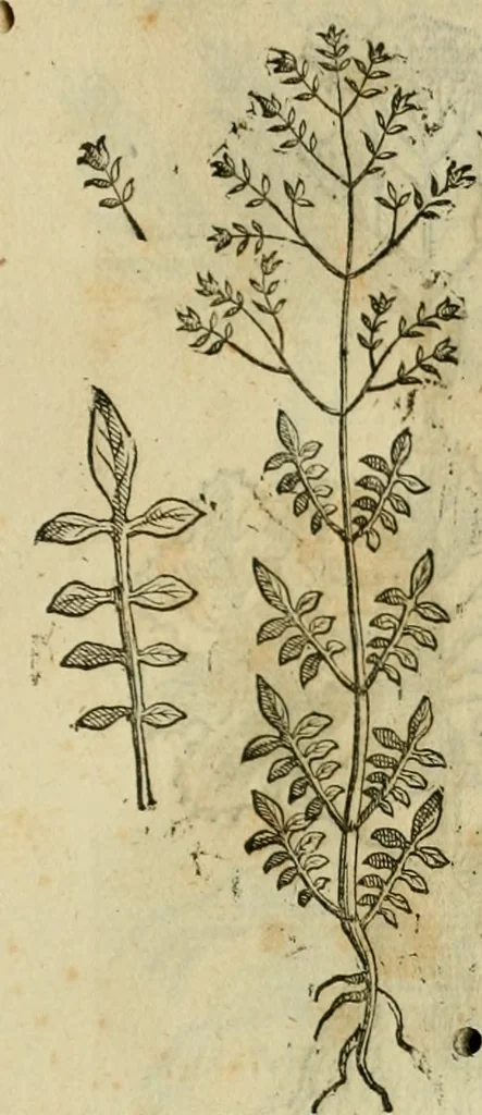 An illustration from Rerum medicarum Novae Hispaniae thesaurus, seu, Plantarum animalium mineralium Mexicanorum historia, 1651, leaf 458