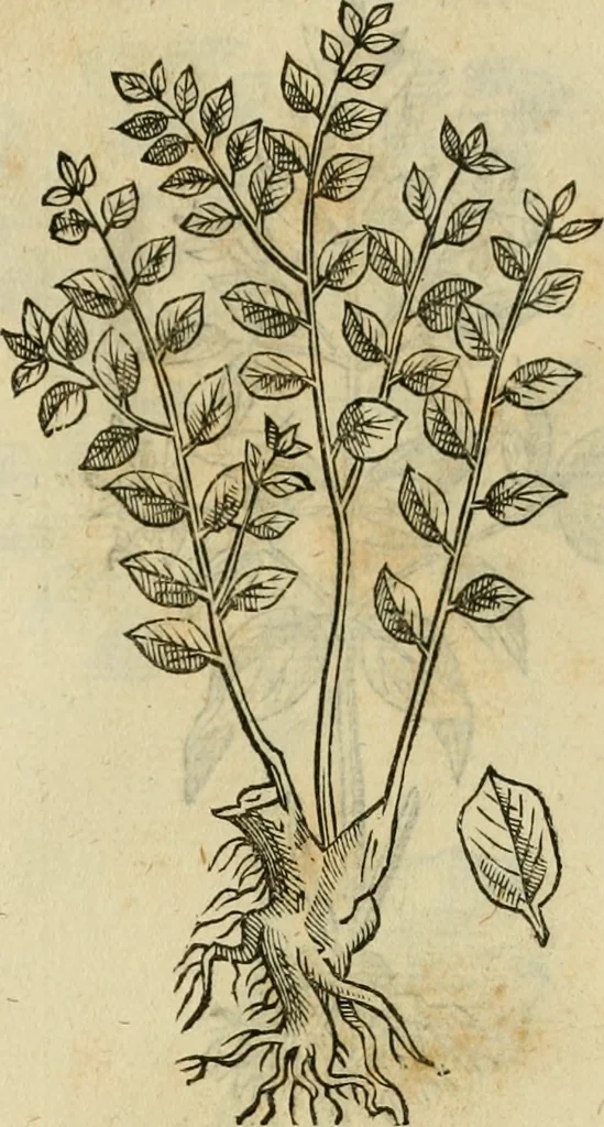 An illustration from Rerum medicarum Novae Hispaniae thesaurus, seu, Plantarum animalium mineralium Mexicanorum historia, 1651, leaf 458