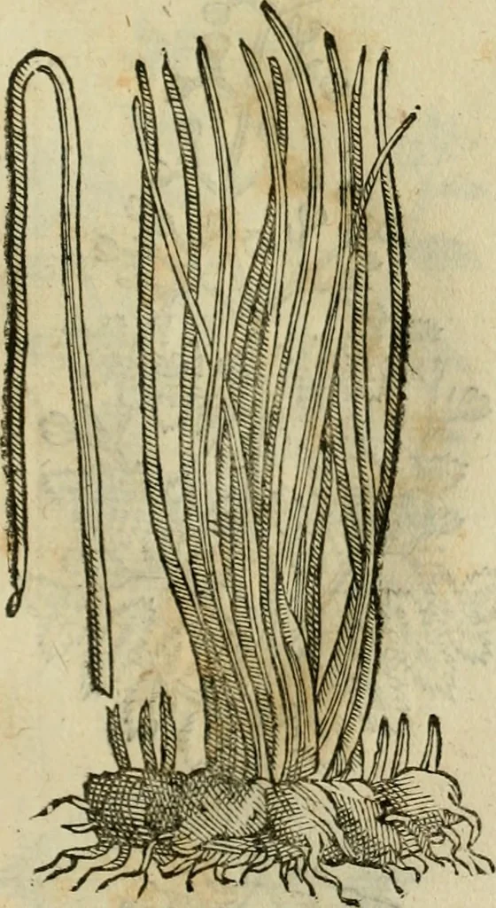 An illustration from Rerum medicarum Novae Hispaniae thesaurus, seu, Plantarum animalium mineralium Mexicanorum historia, 1651, leaf 458