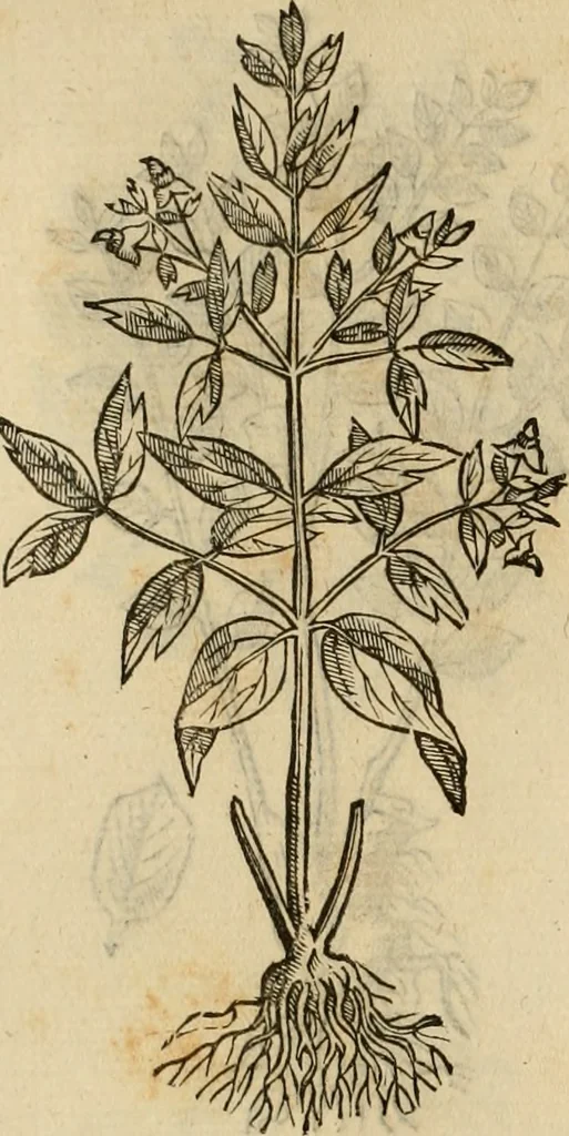 An illustration from Rerum medicarum Novae Hispaniae thesaurus, seu, Plantarum animalium mineralium Mexicanorum historia, 1651, leaf 459